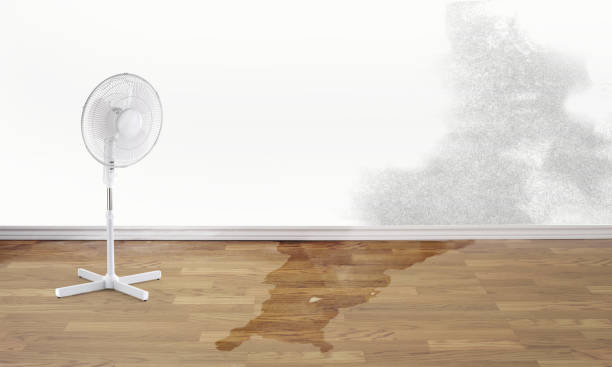 Best Basement water damage restoration  in Jupiter Farms, FL